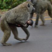  Ngorongoro Crater, TZ